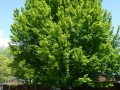 Baum